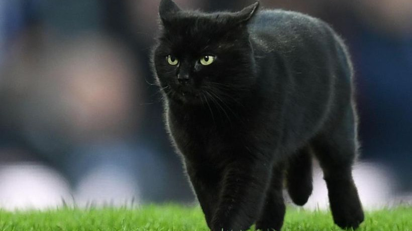 Crna mačka stvorila probleme u Liverpoolu