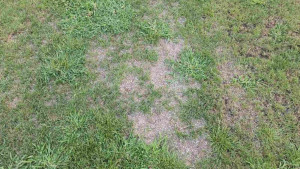 UEFA ne dozvoljava da se igra na Stadionu Rođeni, ali zato u Podgorici može