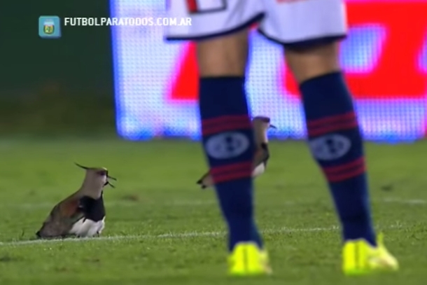 Ptičija sabotaža utakmice Arsenal - San Lorenzo