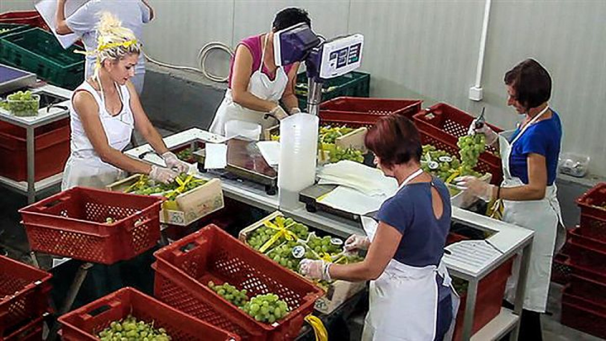Sezonsko voće i povrće iz Hercegovine i ove godine u Bingo trgovinama