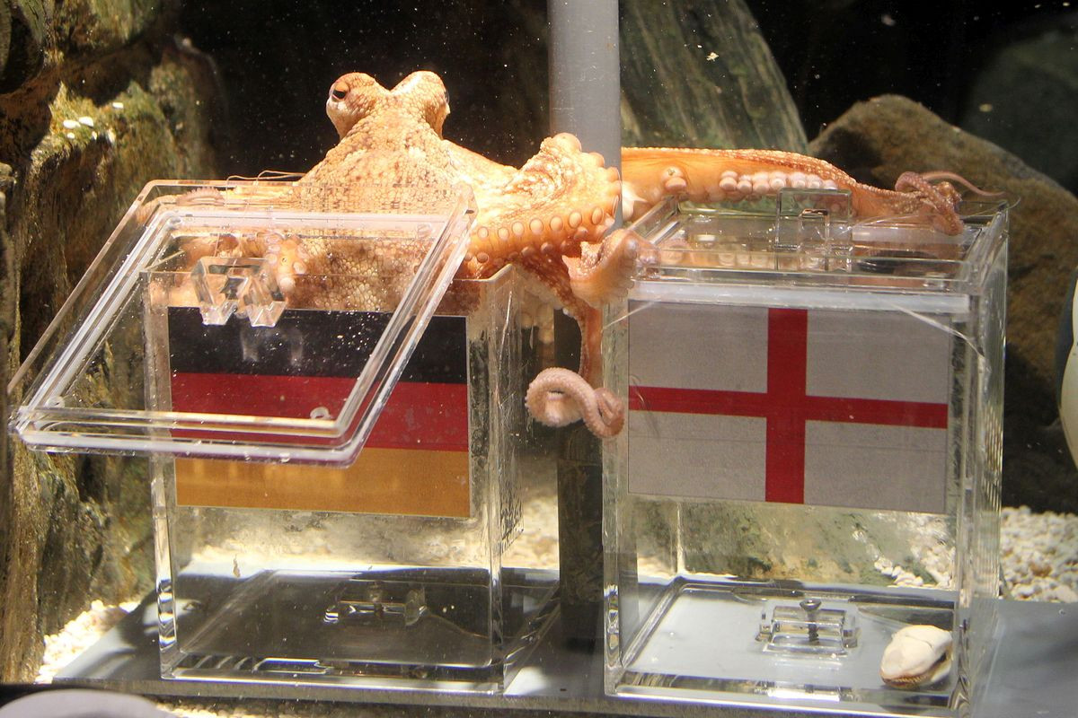 Nezaboravna hobotnica Paul: Svijet je u nevjerici posmatrao njegove prognoze utakmica