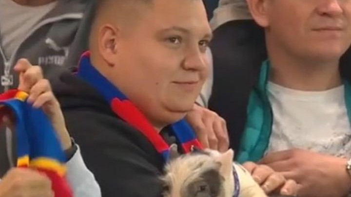 U derbiju se nekako i prase našlo na tribinama