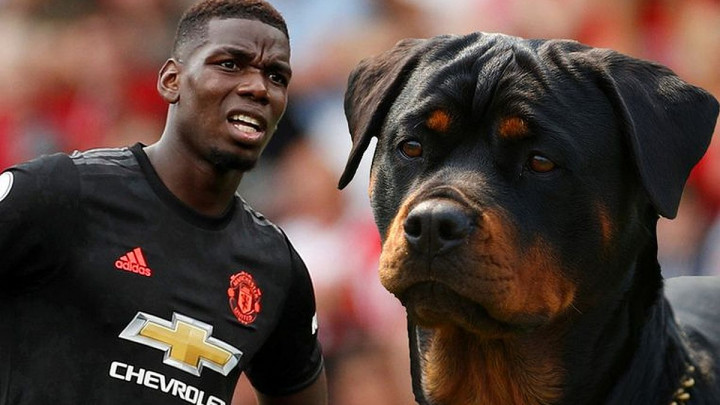 Ima se, može se: Pogba za rotvajlera izdvojio nevjerovatnu sumu
