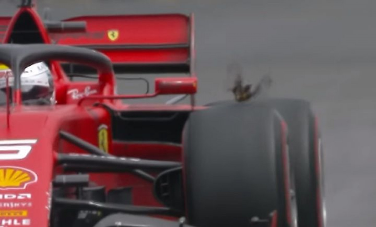 Sebatian Vettel u "duelu" s najsretnijom pticom na svijetu
