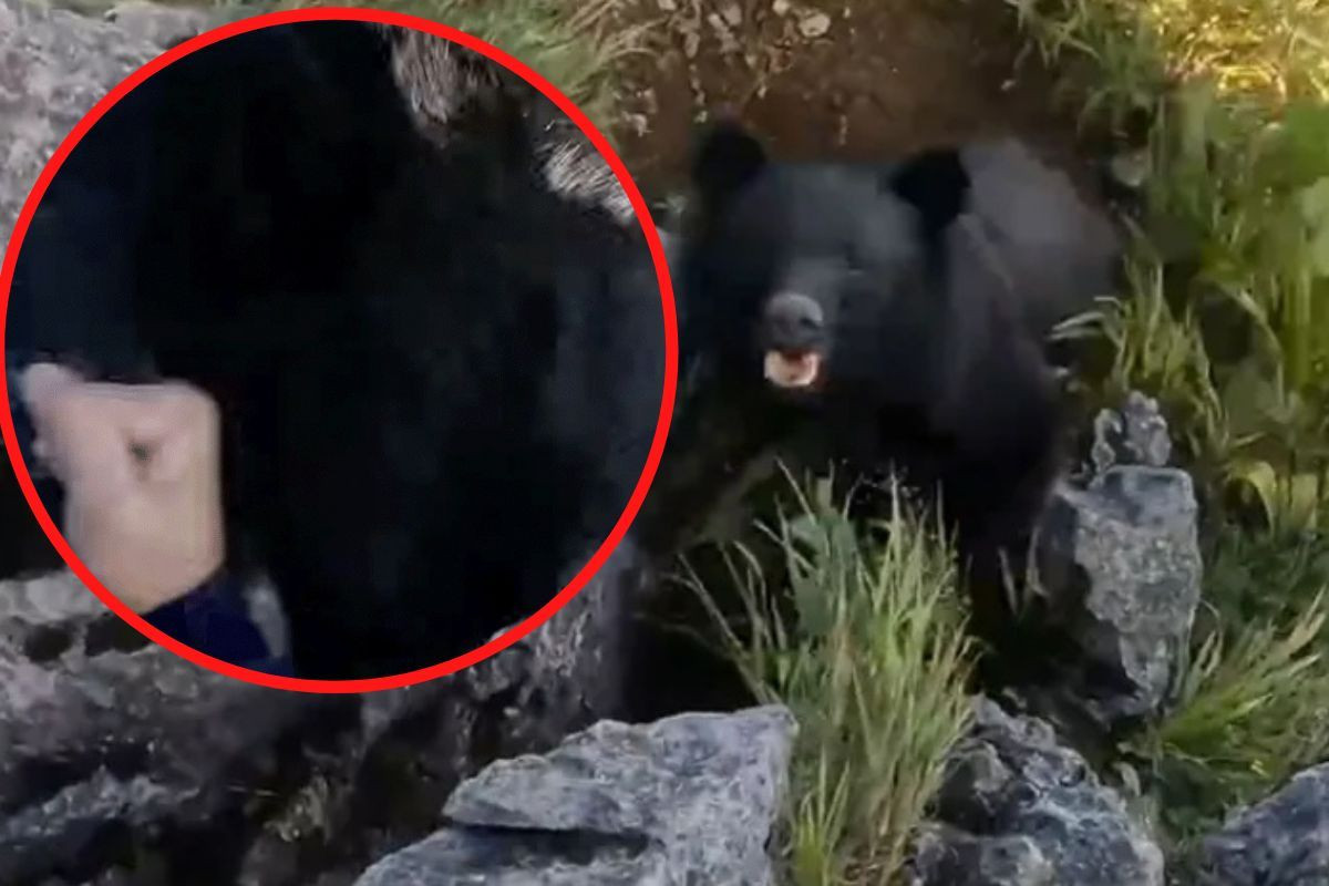 Medvjed napao amaterskog borca, on se odbranio, pa ga napali aktivisti za zaštitu životinja