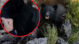 Medvjed napao amaterskog borca, on se odbranio, pa ga napali aktivisti za zaštitu životinja