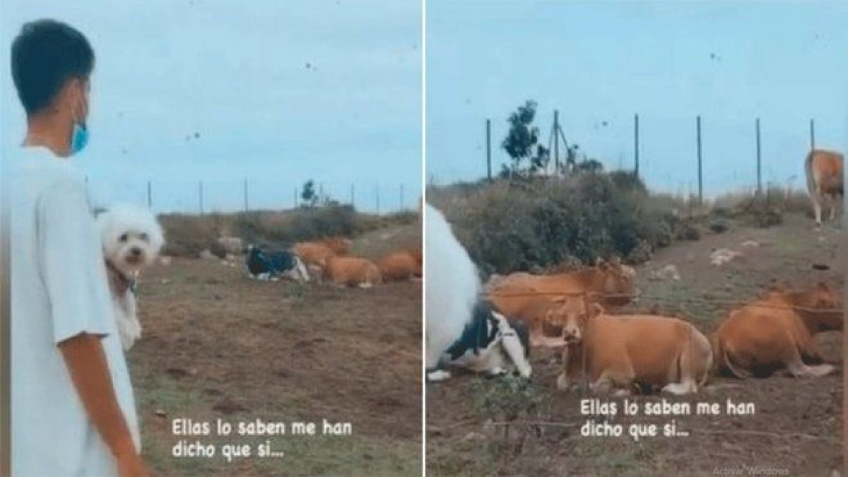 Setienov sin otišao na ranč kako bi pitao krave da li će Barcelona osvojiti Ligu prvaka