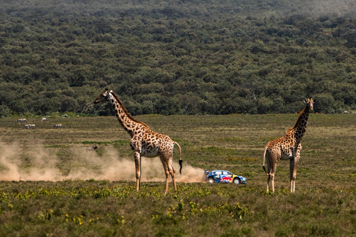 Senzacionalni Ogier osvojio Safari Rally Kenya