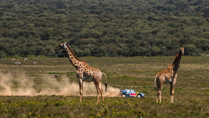 Senzacionalni Ogier osvojio Safari Rally Kenya