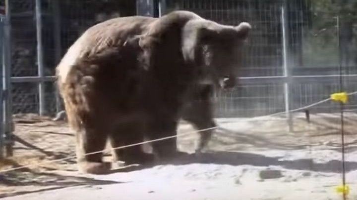 Medvjed uništio Boba Sappa