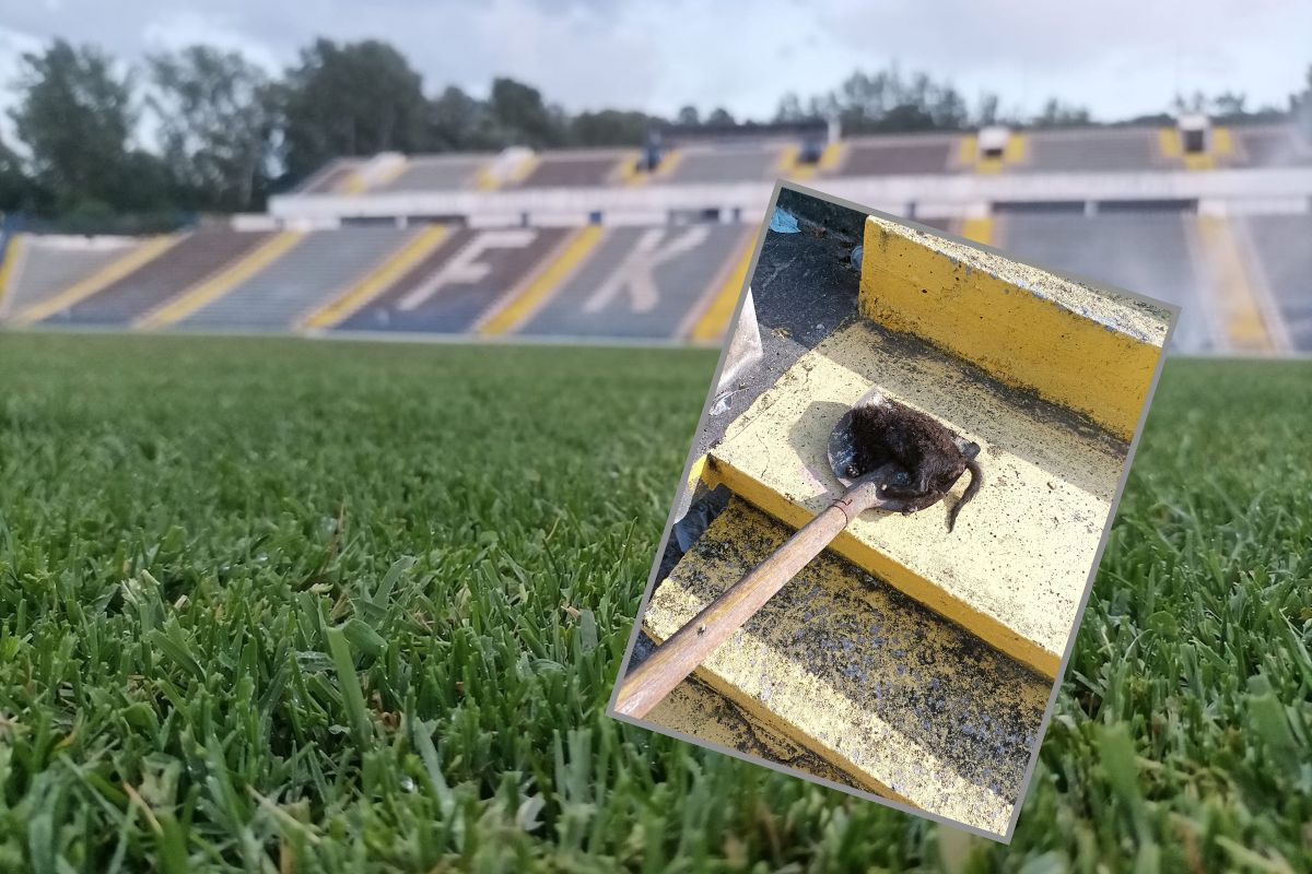 Horor scene u Srbiji i "crna magija": Mrtva mačka bez glave iskopana na stadionu