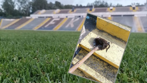 Horor scene u Srbiji i "crna magija": Mrtva mačka bez glave iskopana na stadionu