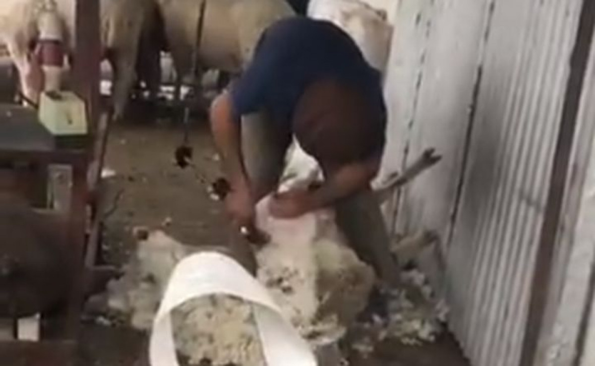 Ništa mu nije teško: Cavani pokazao svima kako se šišaju ovce