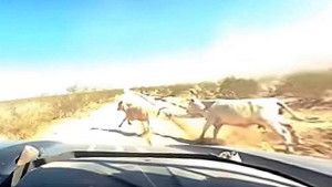 Horor u Arizoni: Sudar sa kravom pri brzini od 180 km/h