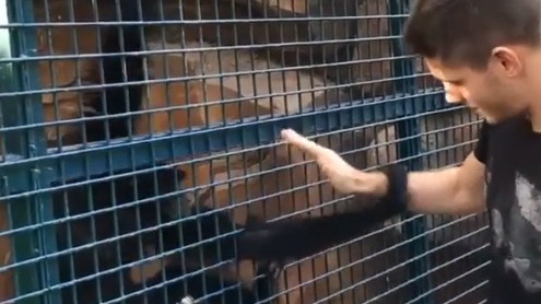 Kramarića napao majmun u ZOO: "Us*ao sam se..."