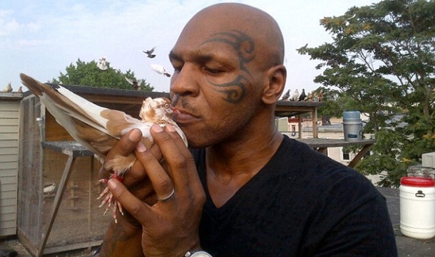 Ko je toliko hrabar da pojede Tysonovog goluba?