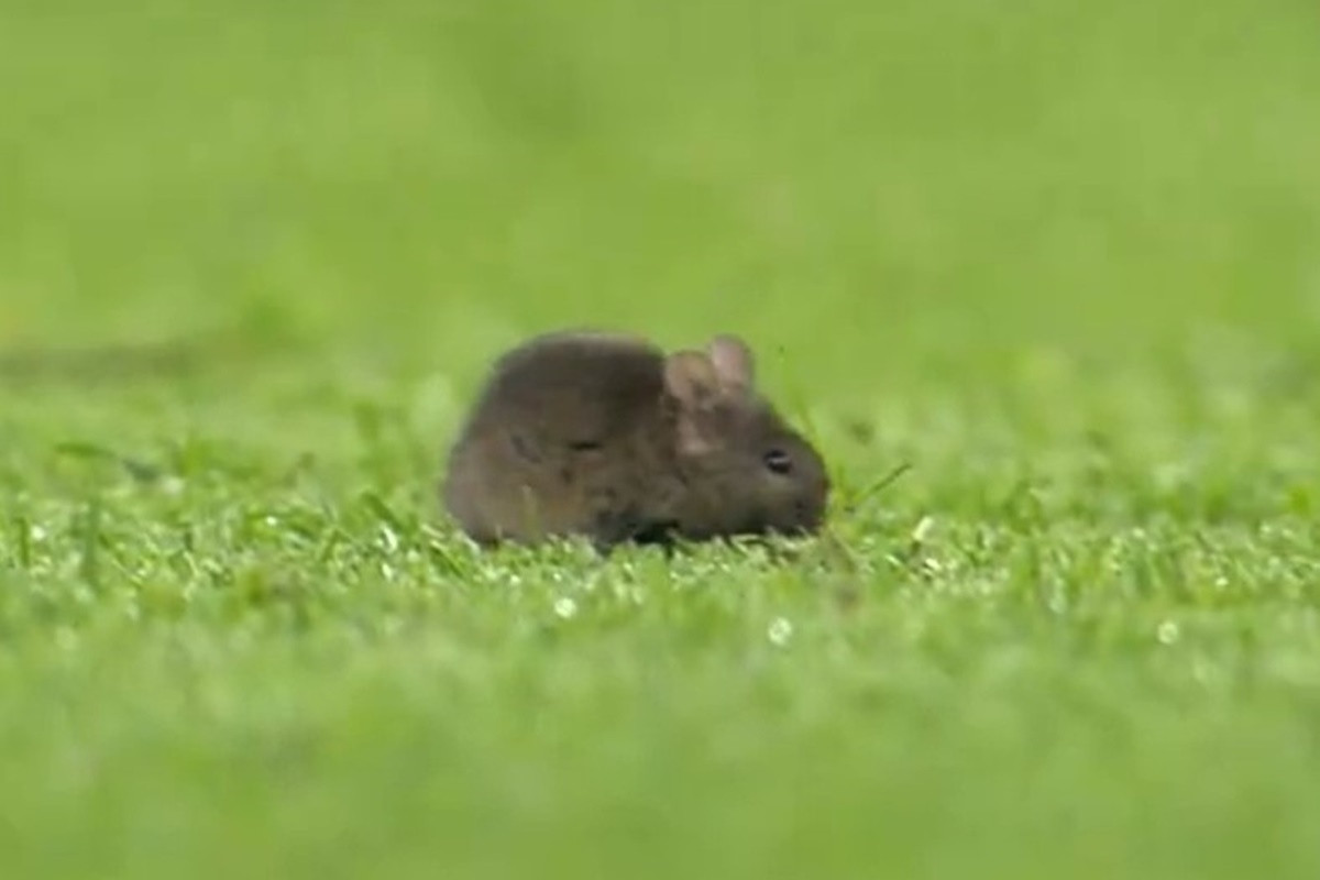 Najjača liga svijeta i stadion najboljeg kluba na svijetu - Miš trčkara po terenu tik pred utakmicu