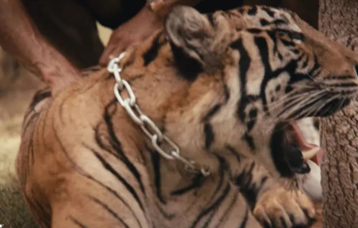 S tigrom u ruci predstavljeno je veliko pojačanje, navijači se pitaju: "Jesmo li ga prodali cirkusu?