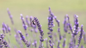 Zašto je lavanda korisna za zdravlje?