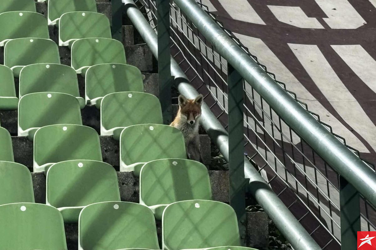 Zmajeve prati i dobro poznata "ličnost" sa Koševa!