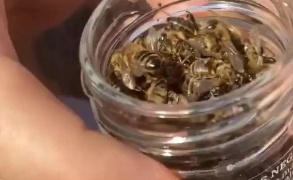 Mrtve pčele su novost na jelovniku Conora McGregora