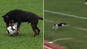 Iz FK Sloboda su oduševili objavama: Dognaldo i Catinho neće biti potpisani!