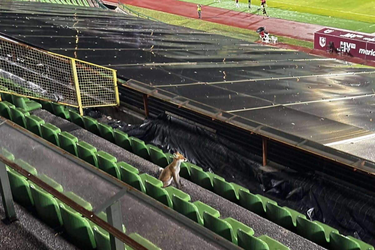 Slavnog IShowSpeeda je na Koševu dočekala lisica, a večeras je ponovo na tribinama Slavnog IShowSpeeda je na Koševu dočekala lisica, a večeras je ponovo na tribinama