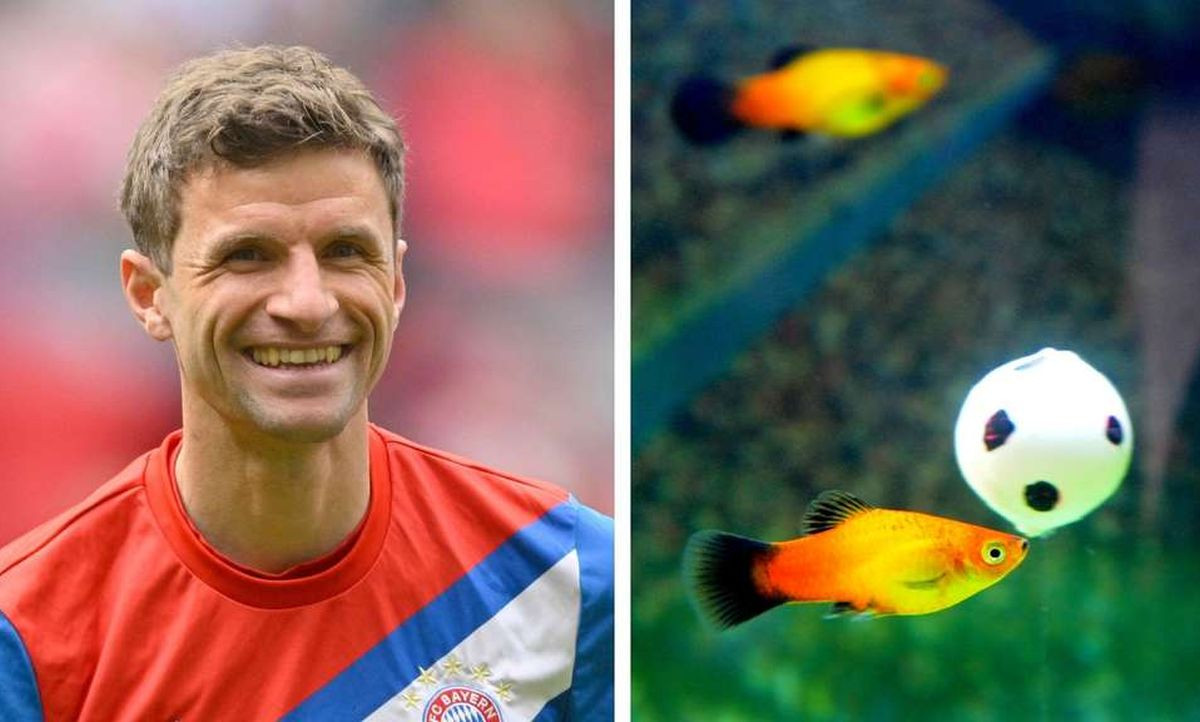 Thomas Müller igrače Bayerna usporedio sa zlatnom ribicom: "Pamćenje 10 sekundi..."