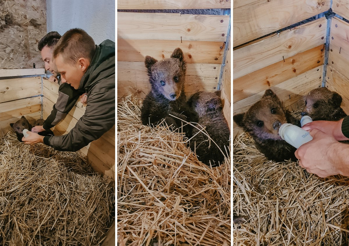 Medvjedići iz Kreševa stigli u novi dom, Bingov zoološki vrt u Tuzli