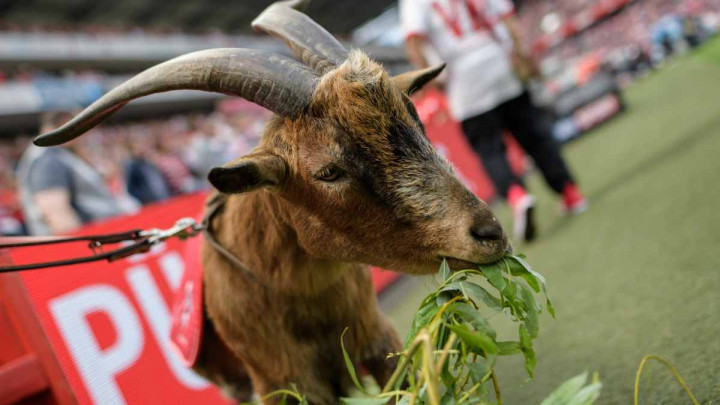 Mjere u Bundesligi osjetit će i jarac Hennes
